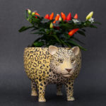 Ceramics and more!