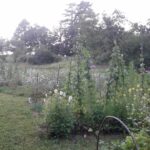 Maison Aux Lions – Nature